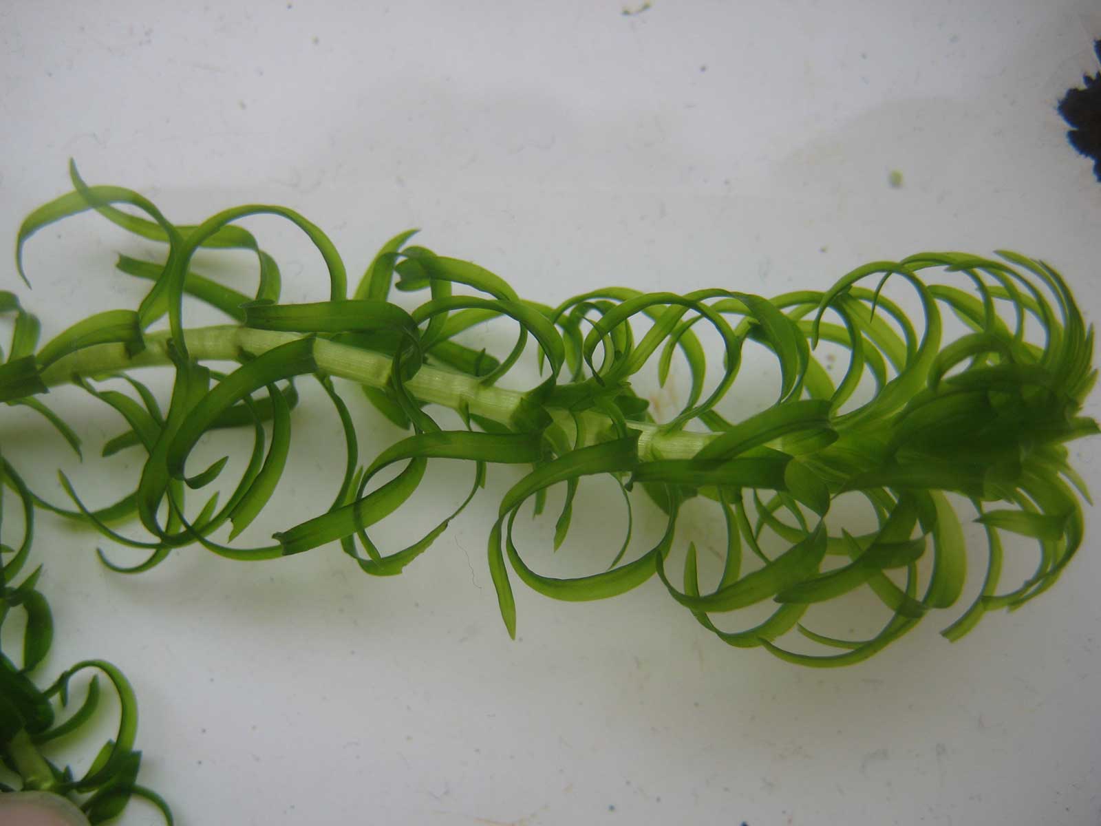 Curly Waterweed — Envirico