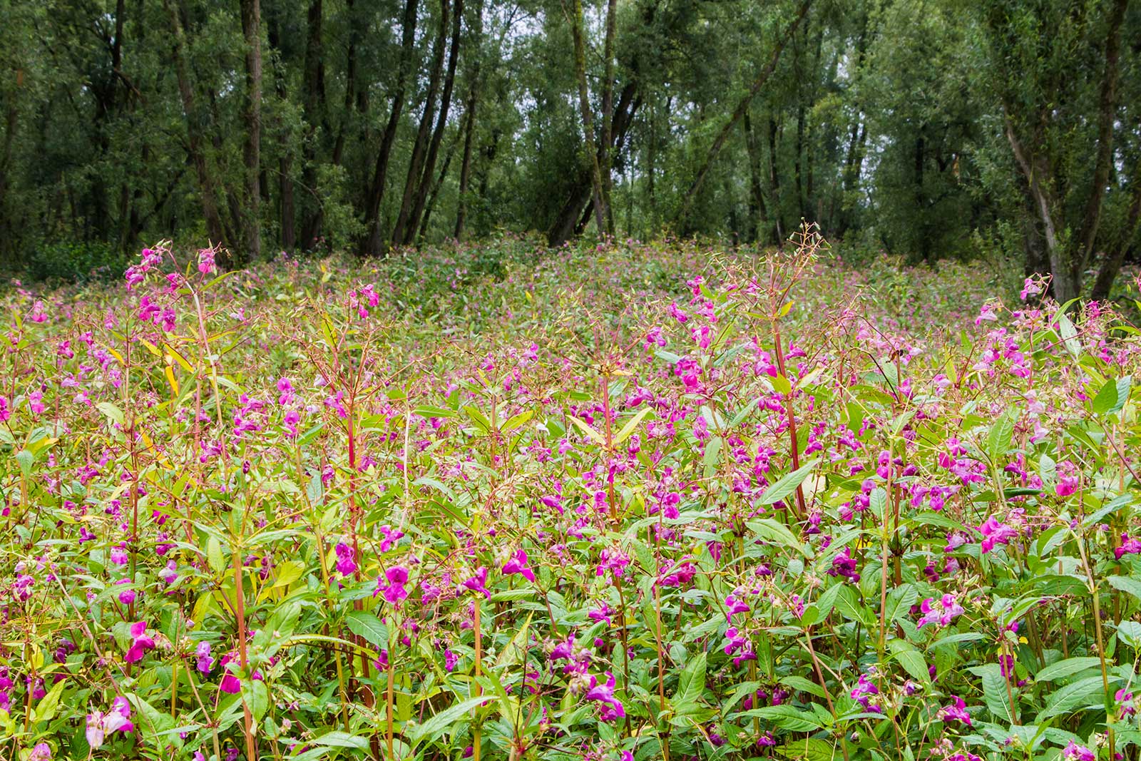 Himalayan Balsam — Envirico