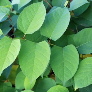 japanese-knotweed