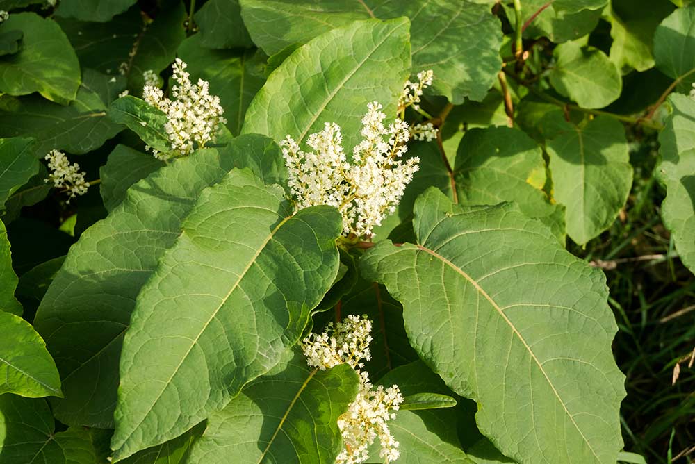 other-knotweed